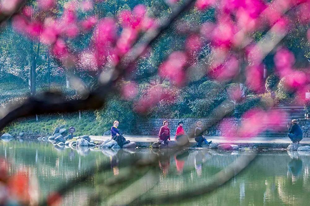 第三十一届中国(维西)兰花博览会即将启幕